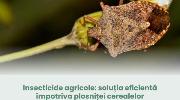 insecticide agricole solutia eficienta impotriva plosnitei cerealelor
