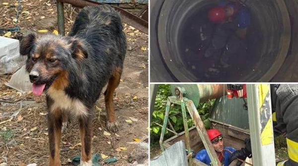 catelusa pui salvati pompieri fantana