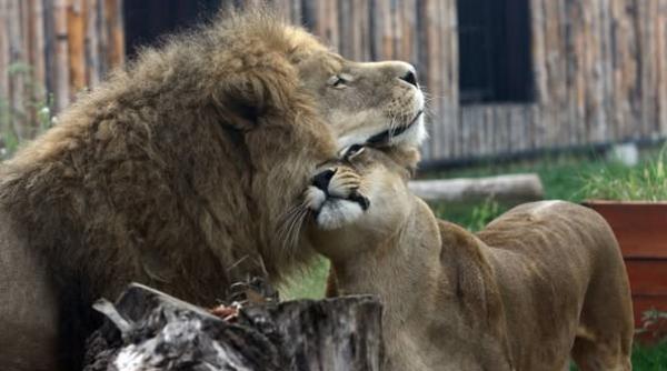 Bucureška Živalska Vrt je ponovno odprl svoja vrata po poplavi
