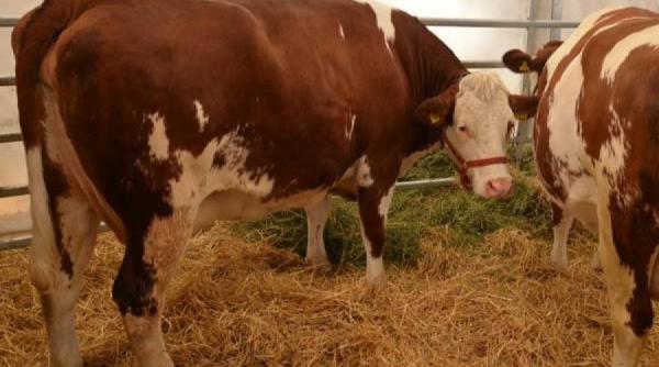 fermieri apia sprijin financiar crescatori animale