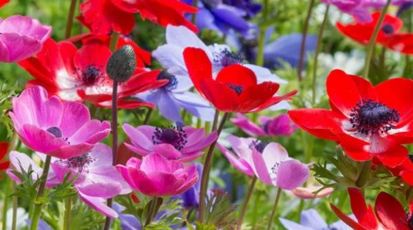 anemonele eleganta si culoare in gradina ta plantare semnificatie si simbolism