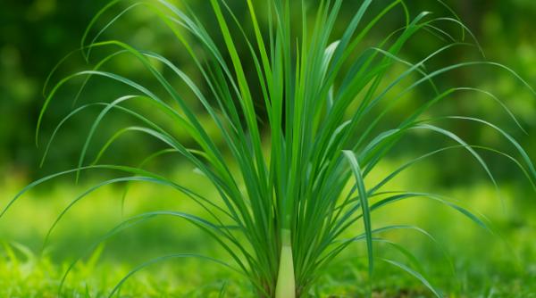 lemongrass de la tulpina la ceai cum te ajuta planta cu gust de lamaie