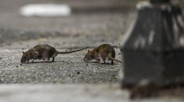 sobolanii gigantici invazie marile orase lume exemplar 56 cm gasit anglia