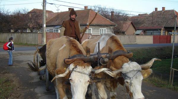 limba romana expresie tanjala
