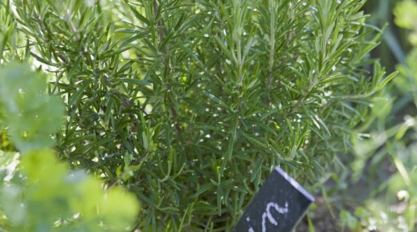 planta efecte miraculoase memorie reduce anxietatea protejeaza impotriva bolii alzheimer