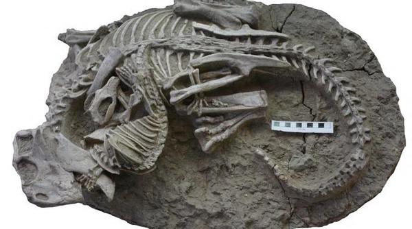 fosila mic mamifer era dinozaurilor descoperita patagonia chiliana