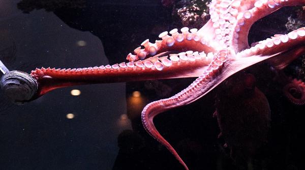 caracatitele disparitie apele spaniei producatorii importuri