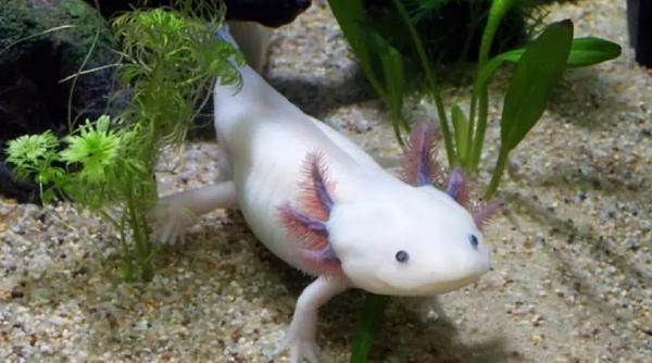 cercetatori mexicani adn ul salamandrei axolotl in canalele orasului mexico city