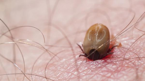 boala lyme cand muscatura capusa devine amenintare serioasa