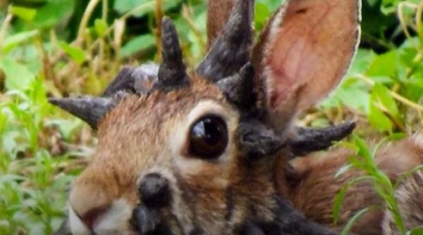 fenomenul iepurii frankenstein care au ingrozit mapamondul ce spun expertii