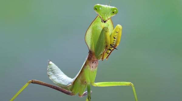 invazia calugaritelor in capitala pradatorii misteriosi care ii apara pe bucuresteni