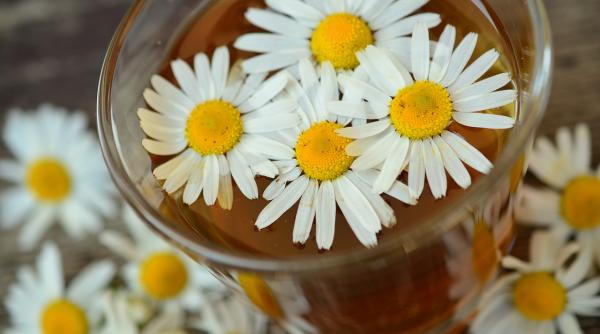 planta minune scade tensiunea arteriala ajuta dormi