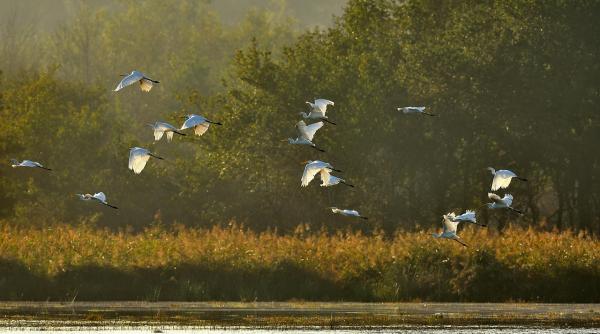 ministerul mediului consultanta numarare pasari romania