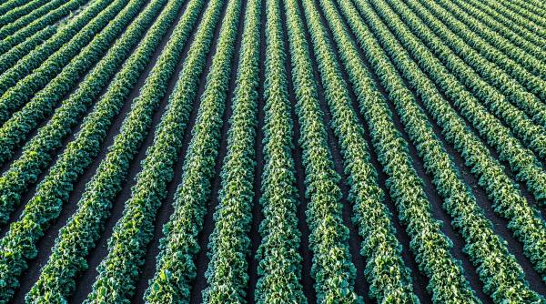 Cele mai promițătoare culturi pentru terenuri sărace în nutrienți