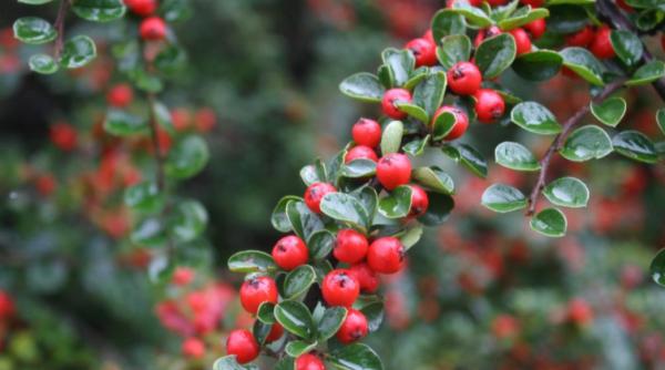 infectiile urinare tratamente naturale sprijina vindecarea