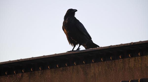 corbii perceptie trecerea timpului