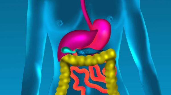 Descoperire șocantă: microbii intestinali, principalii vinovați pentru ficatul gras și cancerul de ficat și ar putea fi opriți
