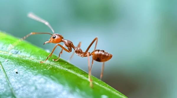 Descoperire în lumea insectelor. Regina furnicilor dă naștere la două specii diferite