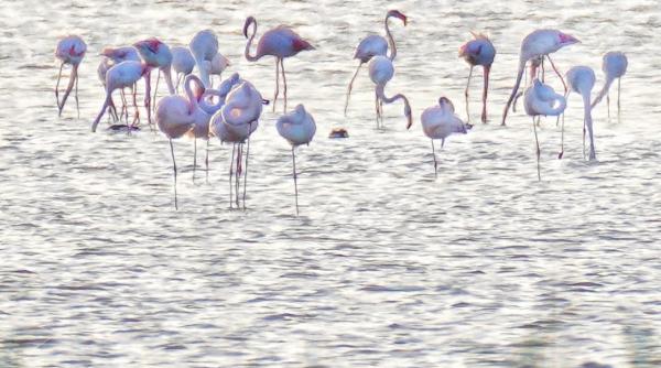 Fenomen spectaculos în Dobrogea: Prezența exotică a păsărilor flamingo roz. Ce trebuie să știe turiștii