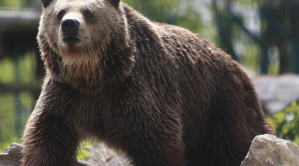 Locuitorii din Toplița, treziți în plină noapte de mesajul RO-Alert ce anunța apariția unui urs