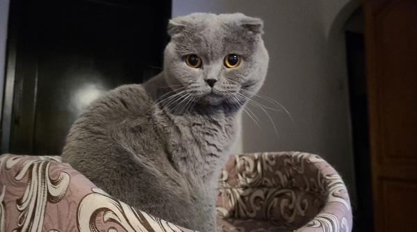 Cercetările confirmă: pisicile modifică chimic creierul proprietarilor prin eliberarea oxitocinei