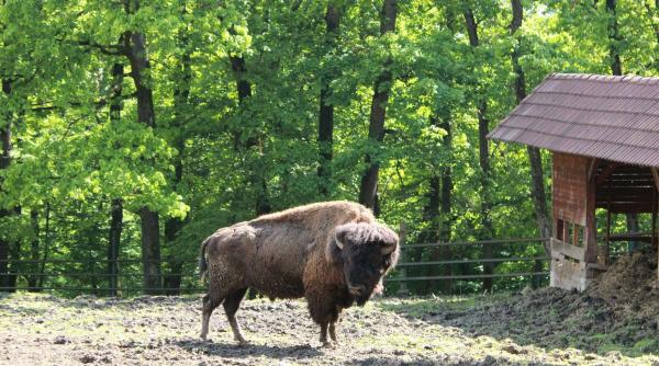 Tragedie în Caraș-Severin: 21 de zimbri din Munții Țarcu au murit din cauza unei infestări parazitare masive