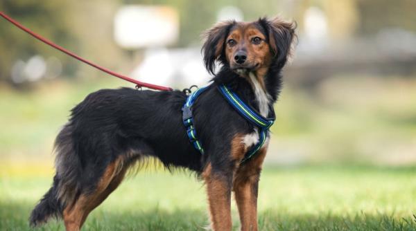 Cum alegi dimensiunea potrivită a hamului pentru câinele tău? 5 sfaturi utile