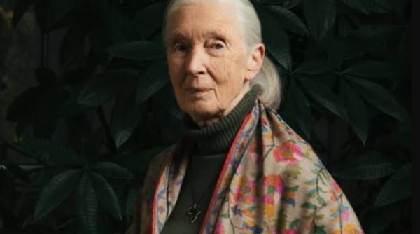 jane goodall pioniera studiului cimpanzeilor a murit la 91 de ani