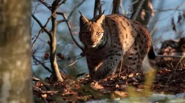 Un râs găsit în curtea unui localnic din Gorj a fost eliberat în pădure