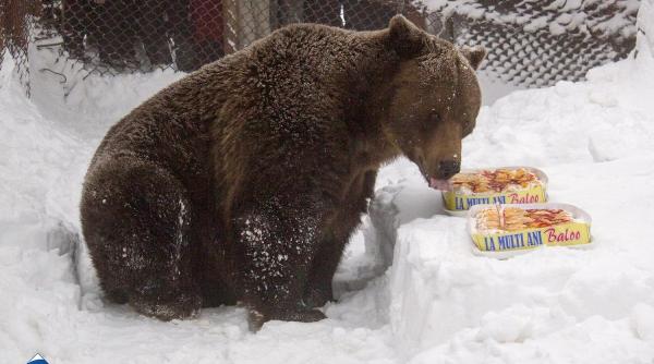Campanie pentru salvarea ursului Baloo de la Straja