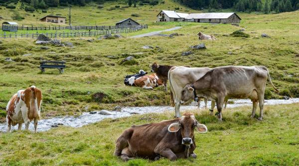 Fermele ecologice mici, scutite de impozit și sprijinite cu subvenții de la stat