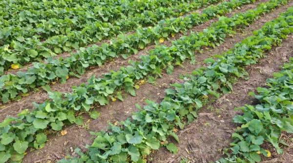 Importanța alegerii hibridului potrivit de rapiță în funcție de pH-ul solului și textura terenului: ghid pentru optimizarea inputurilor 