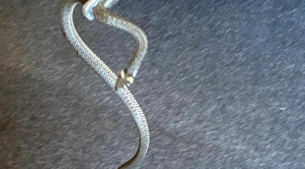 serpi jandarmi pisica