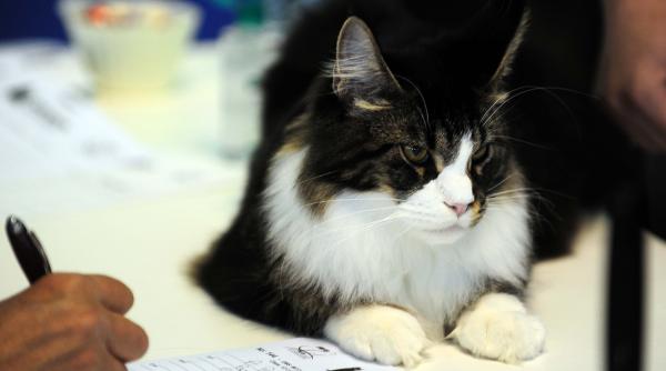 București, capitala mondială a pisicilor de rasă! FIFe World Winner Show 2025 aduce peste 700 de feline din 36 de țări la Romexpo