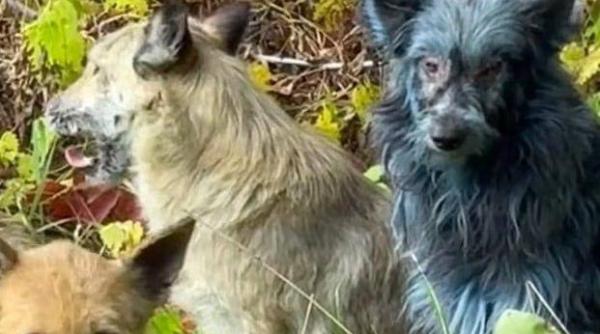 Câinii albaștri din Cernobîl: o nouă enigmă biologică descoperită la 39 de ani după dezastru