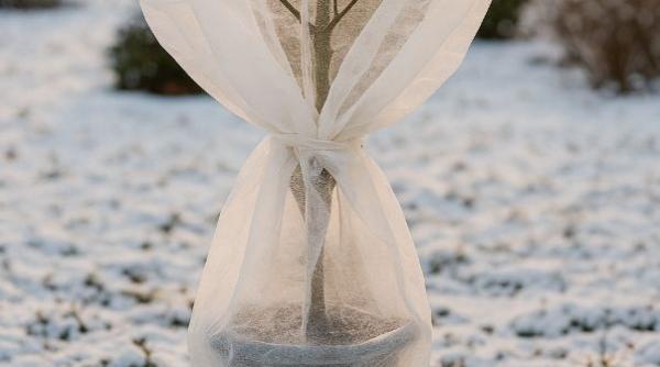 Magnolia, regina grădinii: trucuri pentru a o feri de îngheț