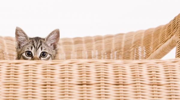 10 semne că pisica ta este fericită și se simte în siguranță acasă