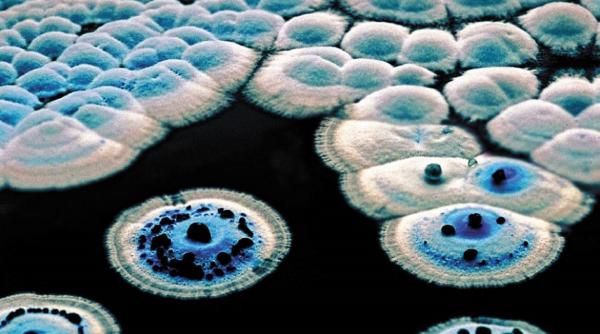 Antibioticul „ascuns la vedere” timp de șapte decenii, capabil să învingă superbacteriile