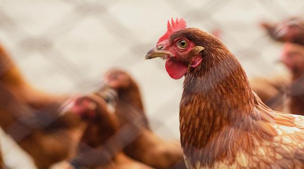 ANSVSA avertizează asupra riscului crescut al gripei aviare şi solicită aplicarea strictă a măsurilor de biosecuritate