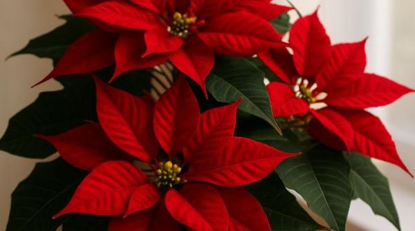 Secretul florarilor: Cum faci Crăciunița să înflorească spectaculos an de an