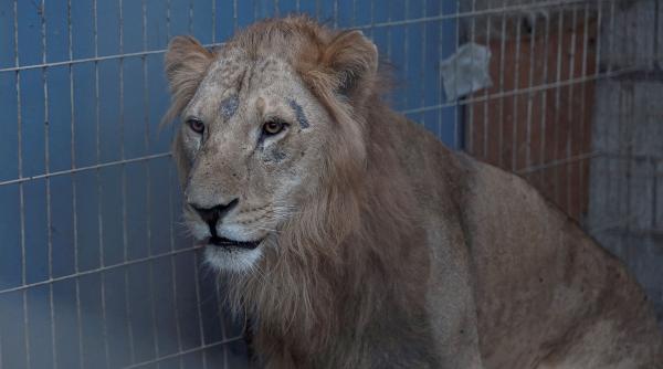 nou tip raget leu descoperit ajutorul inteligentei artificiale