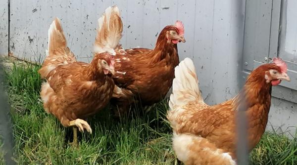 Alertă medicală! Primul caz de deces al unei persoane infectate cu gripa aviară în SUA