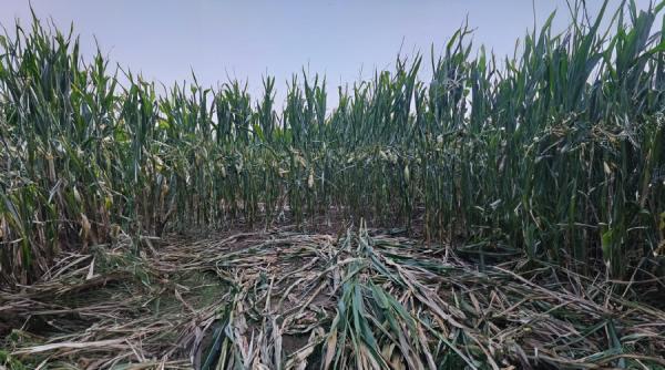 evaluarea marimii populatiei de urs brun in romania peste 10 400 de exemplare estimate in 2025