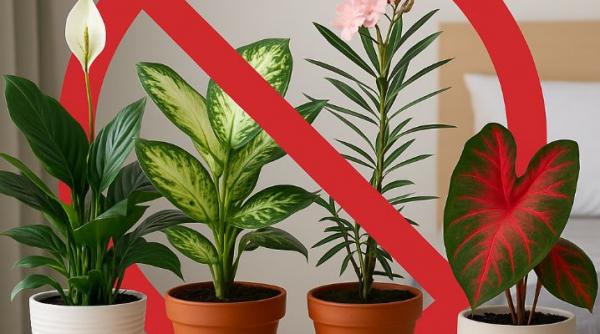 lista neagra plante pe care nu trebuie sa le tii in dormitor