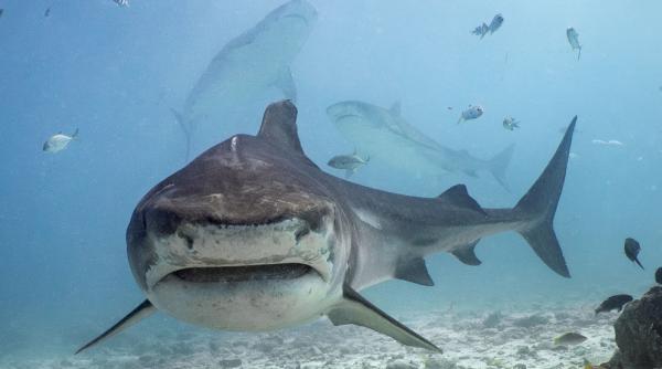 Rechin ucigaș în Australia