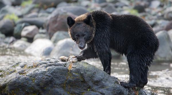 panica japonia imagini false ursi generate de ai numar record atacuri reale