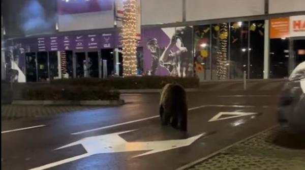 diana buzoianu interventii ursi mall goneste vanatorii