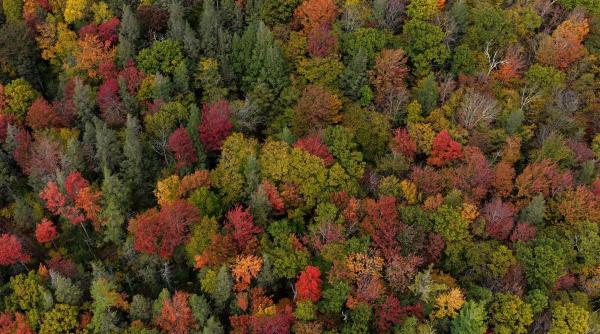 Jumătate de milion de hectare noi, dar pădurile putrezesc! Adevărul dur din spatele cifrelor
