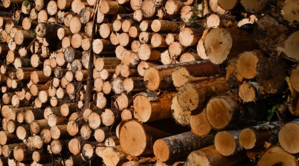 Regulamentul UE „produse fără defrișări”, amânat până la sfârșitul anului 2026 