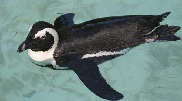 pinguinii africani decimati de foamete pericol disparitie